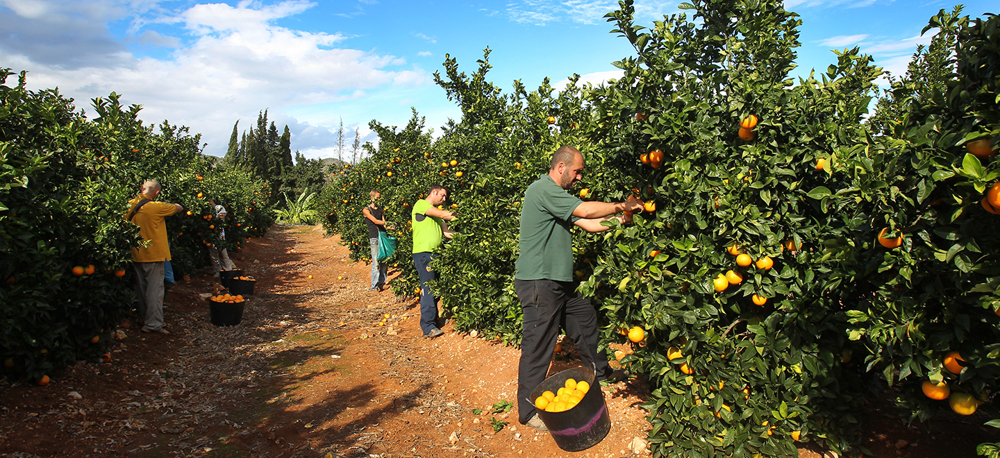 Fotografía de varios recolectores de naranja recogiendo el fruto en un campo.
